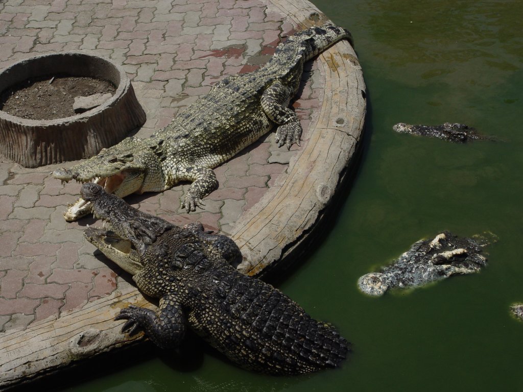 In einer Krokodilfarm in Bangkok am 03.10.2006