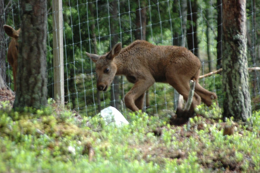 In M�rkret / Schweden am 15.06.2011 im gro�angelegten privaten Naturpark