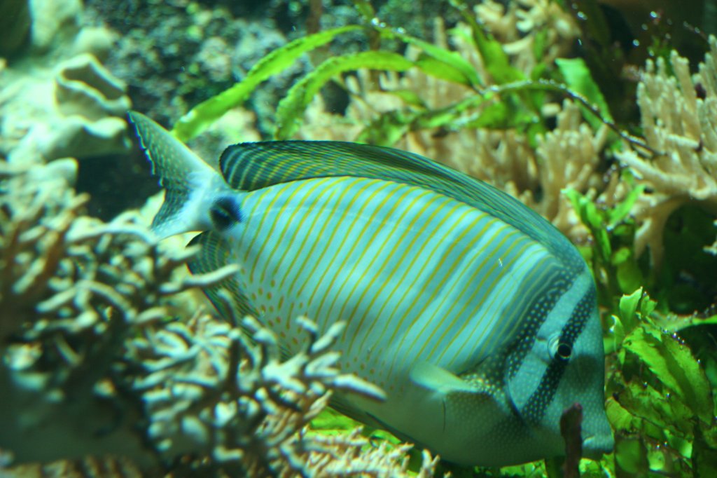 Indischer Segelflossendoktor (Zebrasoma desjardinii) versucht sich zwischen ein paar Korallen zu verstecken. Tierpark Berlin am 13.12.2009..