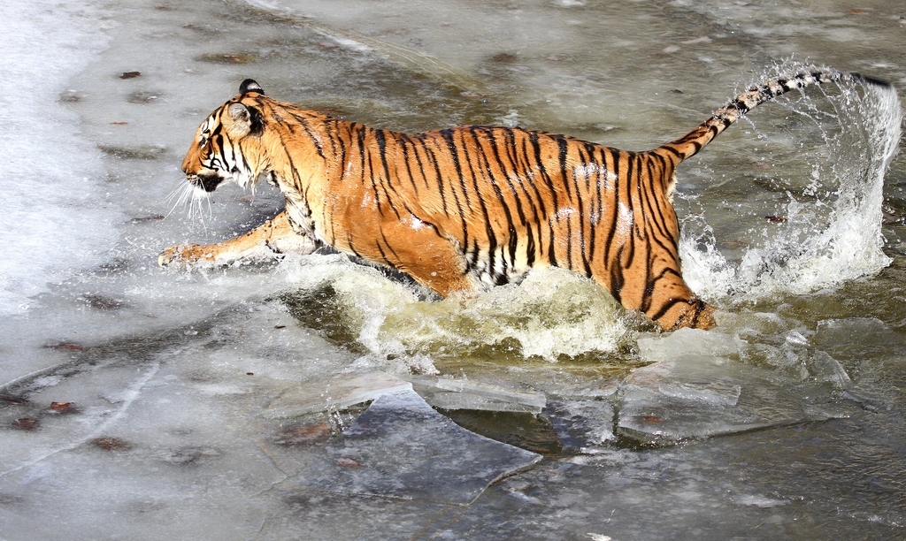 Indochinesischer Tiger