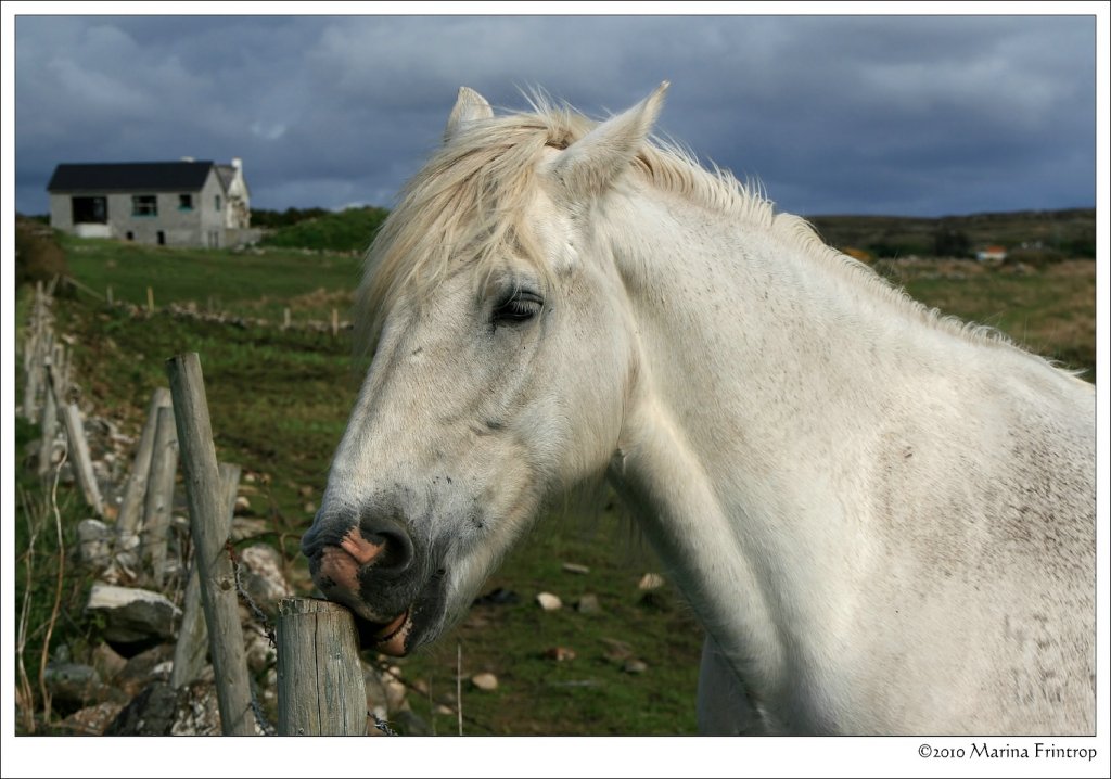 Irish Tinker - Irish Cob - Gypsy Cob - Gypsy Vanner. So vielfltig wie die Rassebezeichnung ist auch ihr Aussehen. Ich liebe diese Pferde. Dieses habe ich in Connemara bei Cleggan fotografiert.