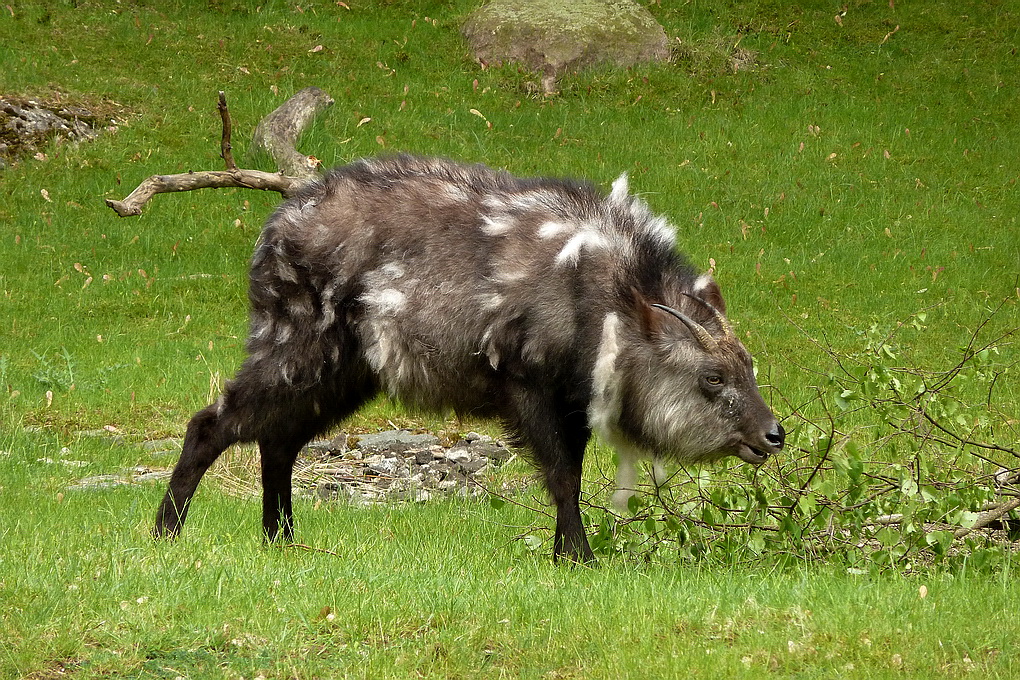 Japanischer Serau. Der Serau gehört zu den Ziegenartigen, er ist