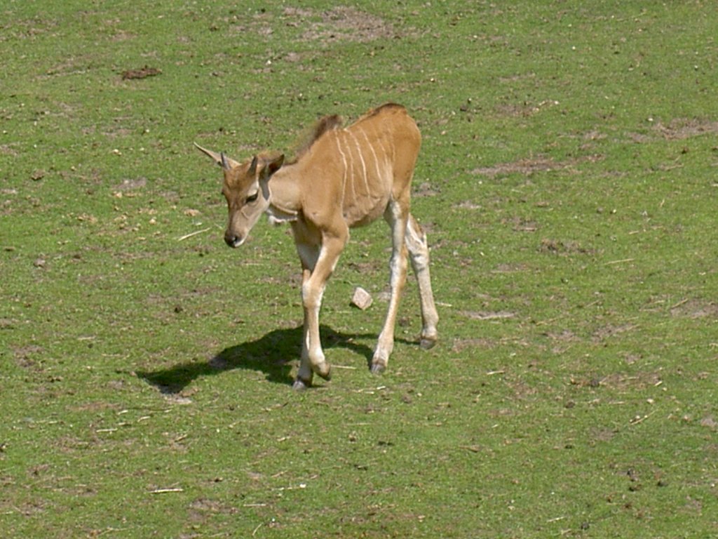 Junge Elenantilope am 2.7.2006 auf der Savanne im Tierpark Kolmrden. 
