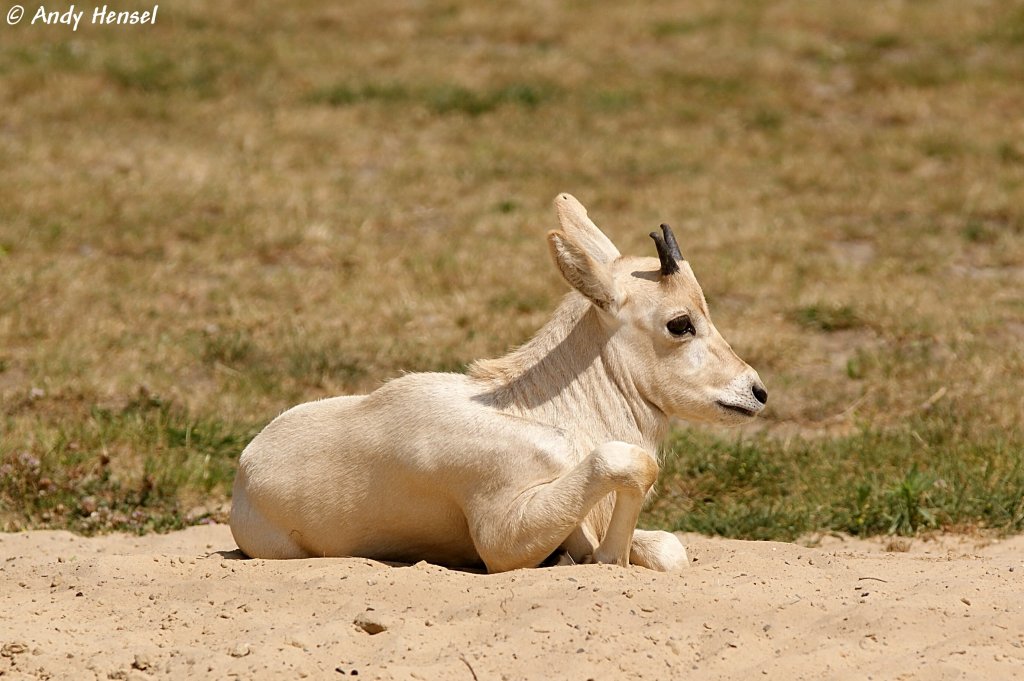 Junge Mendes-Antilope
