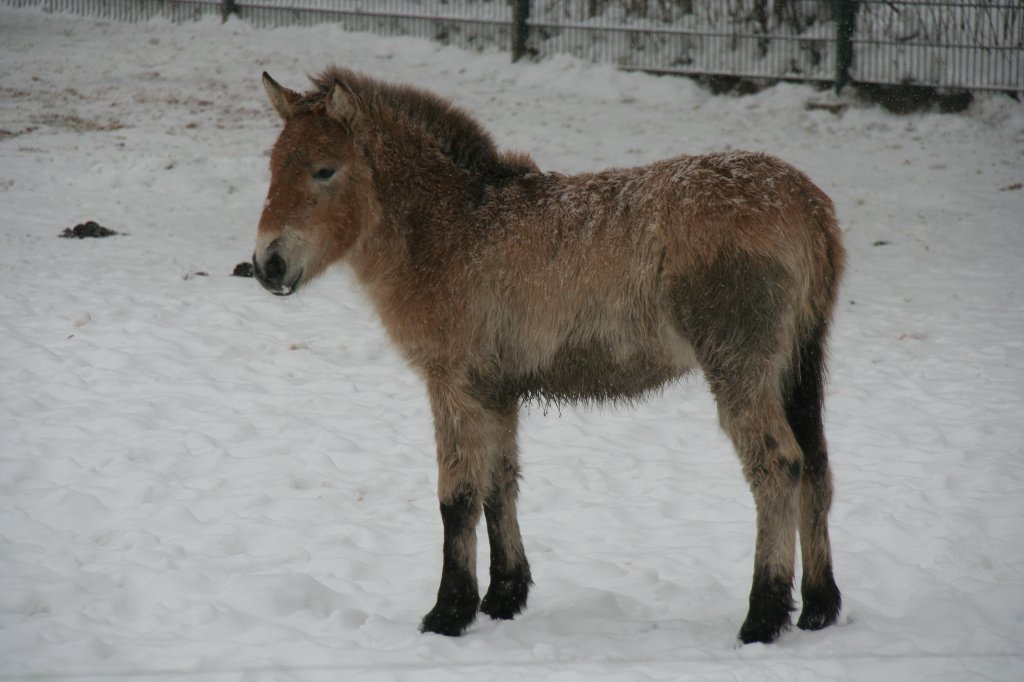 Junges und struppiges Przewalski-Urwildpferd (Equus przewalskii) am 9.1.2010 im Schneetreiben im Tierpark Berlin.
