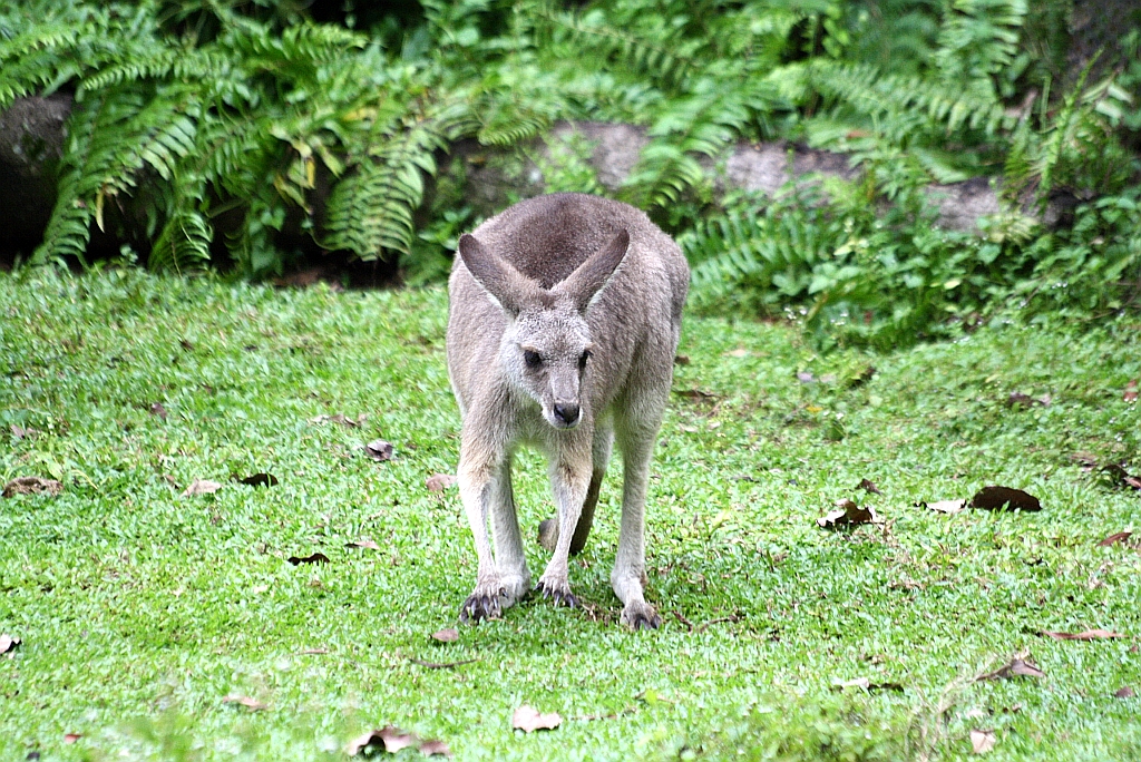 Kguru im Singapore Zoo am 11.Mai 2010.