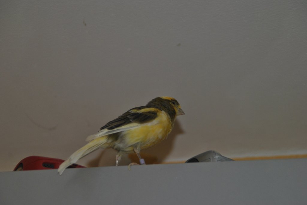 Kanarienvogel Carly am 31.08.2011.  