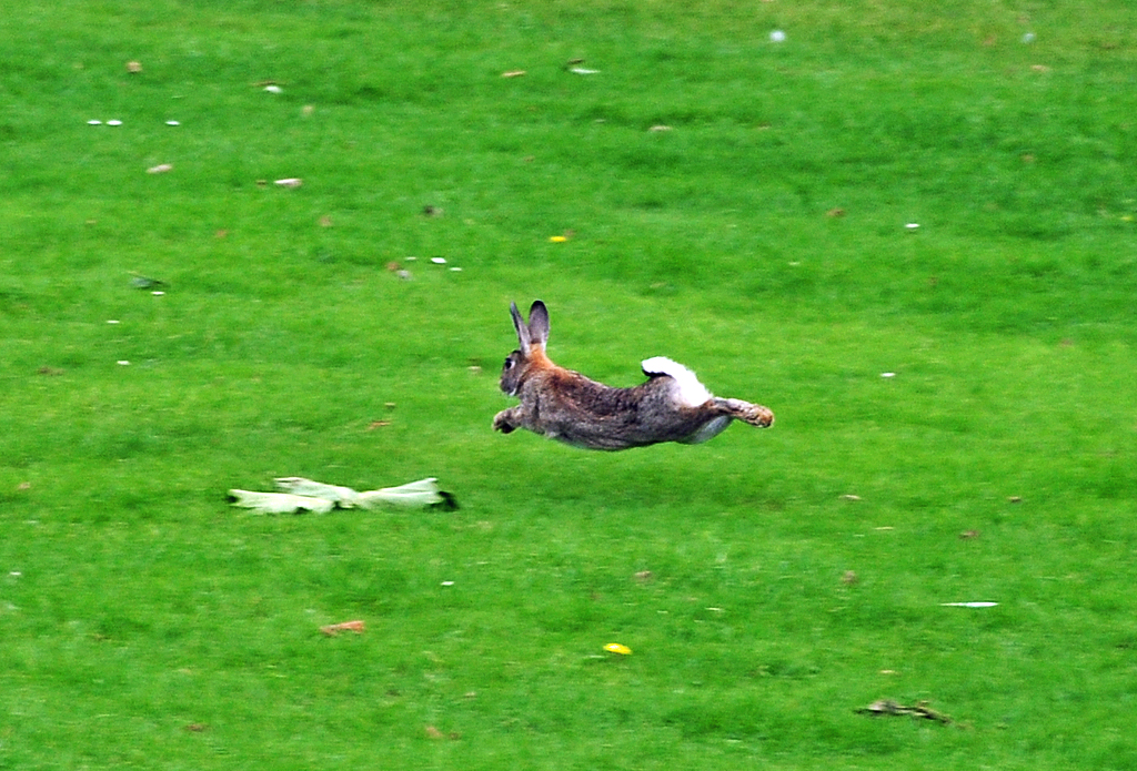 Kaninchen auf der Flucht in einem Park in Rotterdam - 15.09.2012