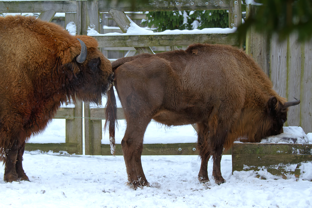 Kein Kommentar  zum Vorgang  im Wisent Gehege Dargen. - 16.01.2013