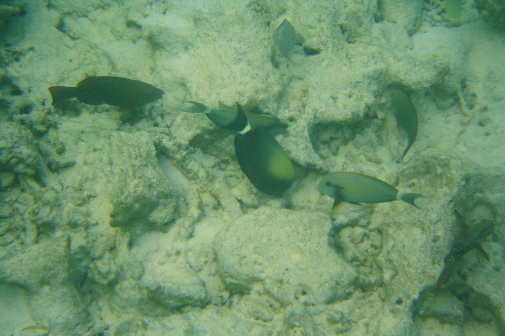 Kleine Fischgruppe mit einem Pfauen-Zackenbarsch, Eupaletten-Doktorfischen (Acanthurus nigricauda) und anderen am Hausriff von Sun Island, Malediven