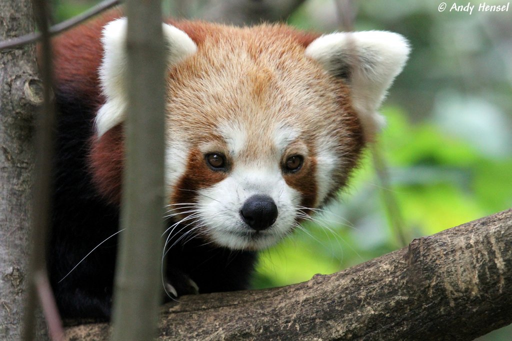 Kleiner Panda