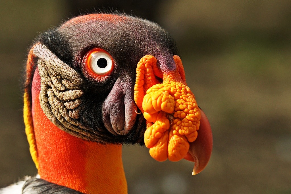 Knigsgeier - Tierpark Berlin