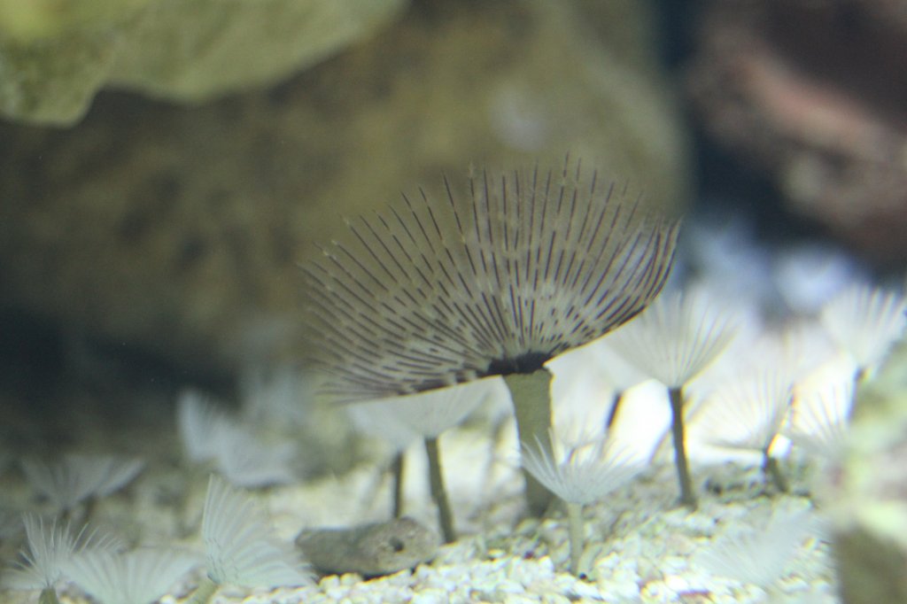 Kolonialaer Rhrenwurm (Bispira brunnea) am 23.4.2010 im Meeresaquarium Zella-Mehlis.
