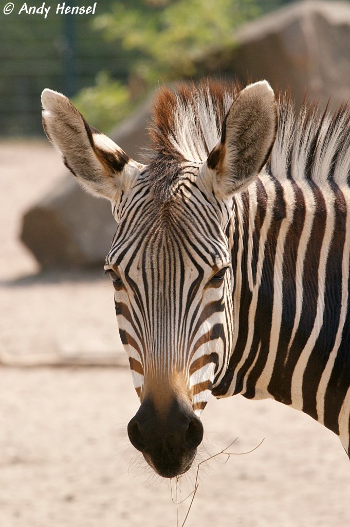 Kopf eines Hartmann-Bergzebras  