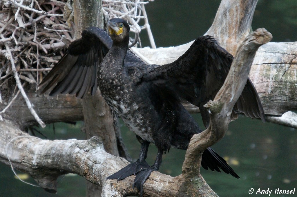 Kormoran   