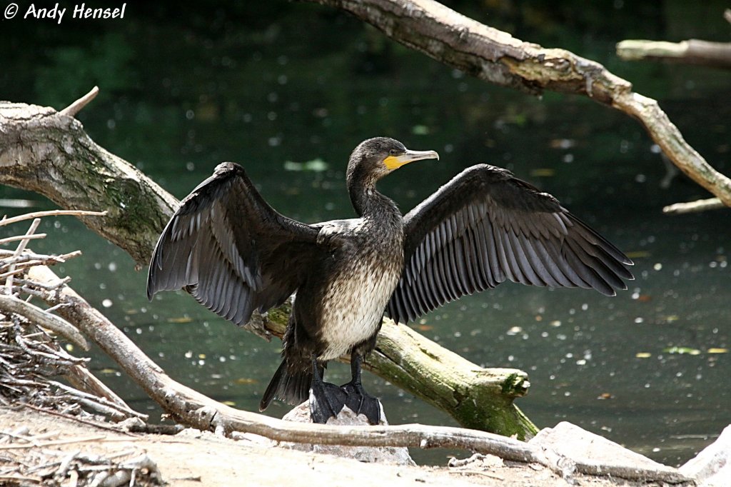 Kormoran. Der Kormoran ist in Deutschland Vogel des Jahres 2010.