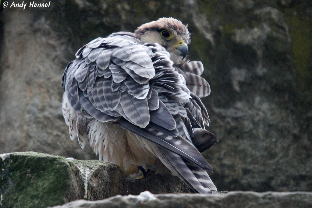 Lannerfalke   