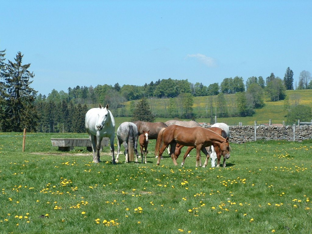 Le Roselet ist der grosse Hof im Berner Jura, auf welchem altgediente Pferde ihren Lebensabend verbringen koennen. (Stiftung fuer das Pferd)
