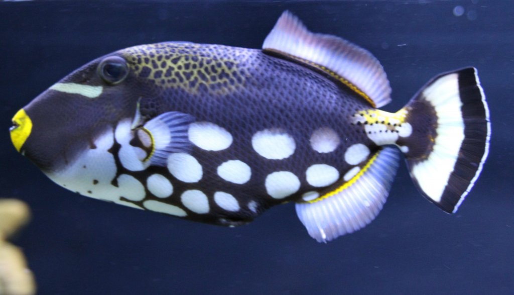 Leopard-Drckerfisch (Balistoides conspicillum) am 23.4.2010 im Meeresaquarium Zella-Mehlis.
