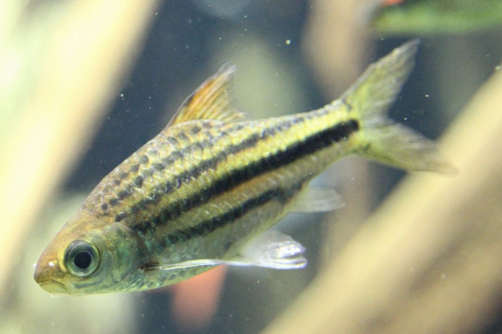 Linienbarbe (Puntius lineatus) am 26.6.2010 im Leipziger Zoo.