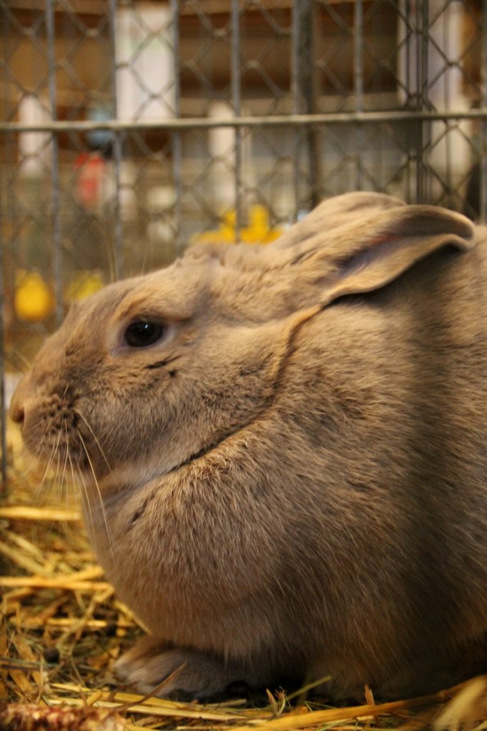 Luxkaninchen. Kaninchenausstellung in Zeulenroda. Foto 11.11.2012 