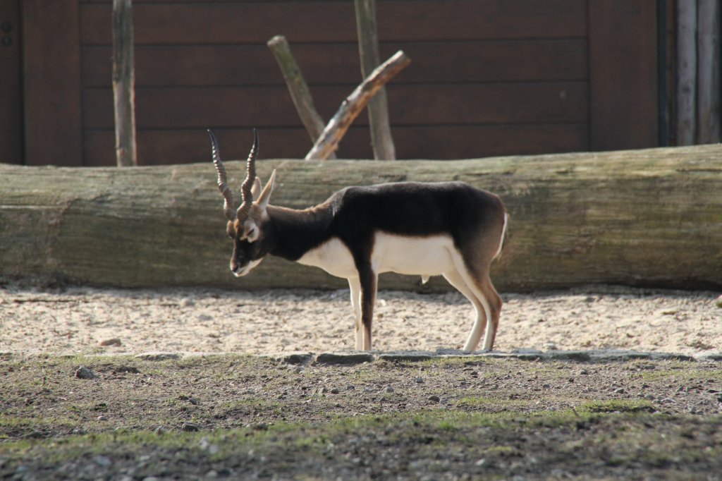 Mnnliche Hirschziegenantilope (Antilope cervicapra) am 11.3.2010 im Zoo Berlin.