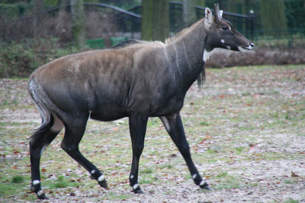 Mnnliche Nilgauantilope (Boselaphus tragocamelus) am 13.12.2009 im Tierpark Berlin. Diese Asiatische Antilopenart kommt aus Indien und Pakistan.