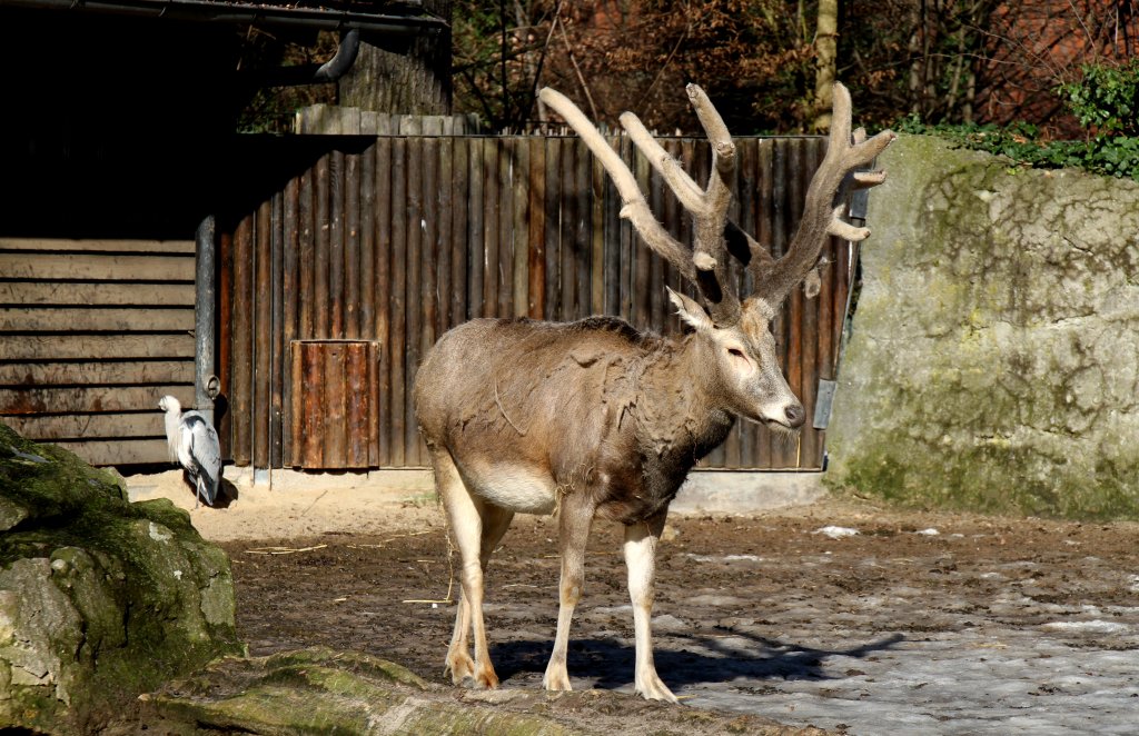 Mnnlicher Davidshirsch oder auch Milu (Elaphurus davidianus) am 25.2.2010 im Zoo Berlin. Dieser Hirsch hat noch sein Geweih, welches aber 2 Wochen spter abgesgt wurde.
	