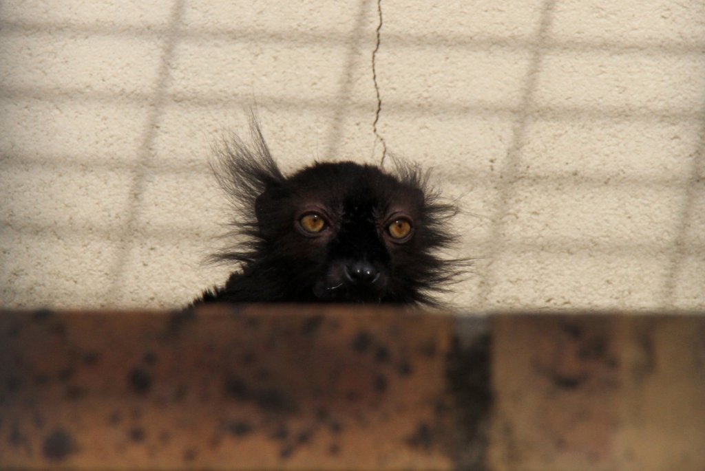 Mnnlicher Mohrenmaki (Eulemur macaco) schaut aus seinem Versteck. Orangerie Strasbourg am 18.3.2010.