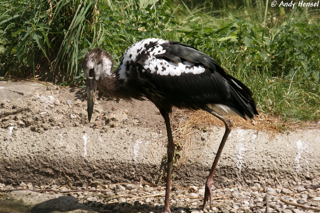 Maguaristorch   