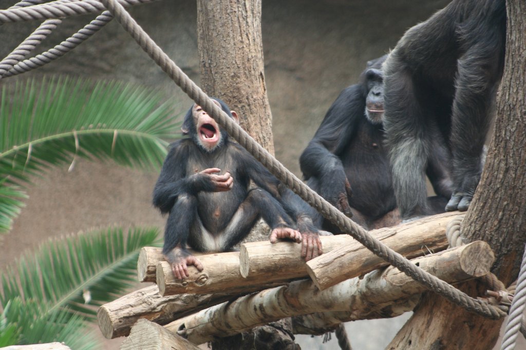 Man bin ich heute mde. Schimpansen im Pongoland am 14.09.2008 in Leipzig.
