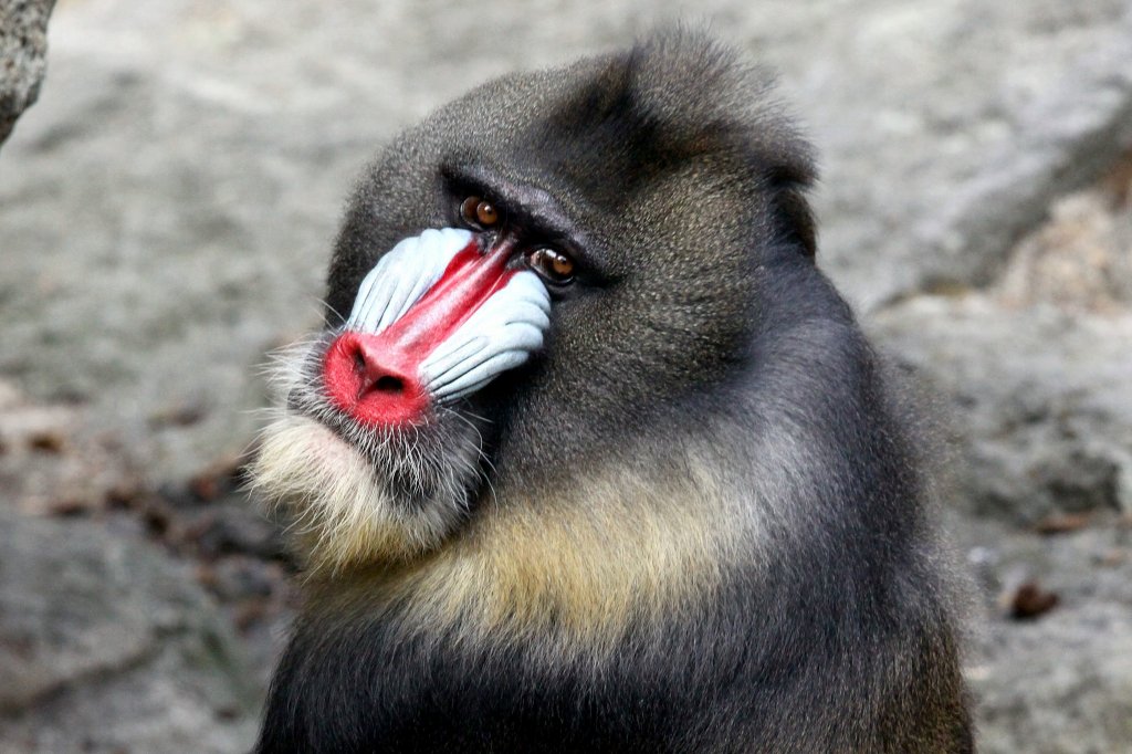 Mandrill   