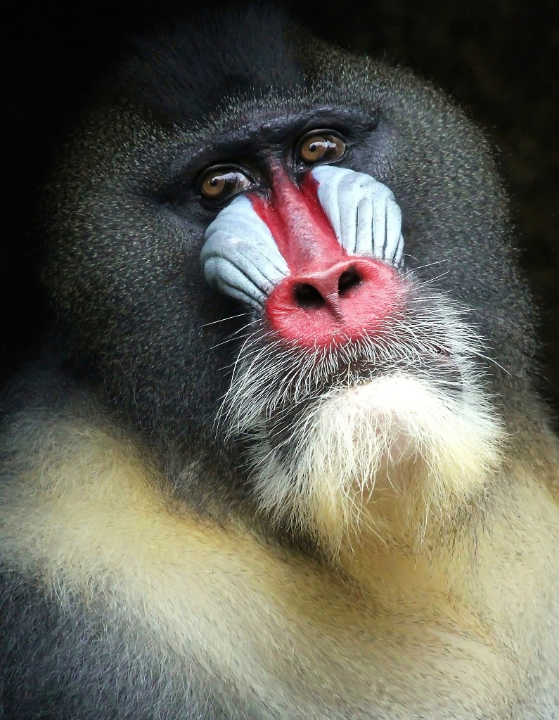 Mandrill