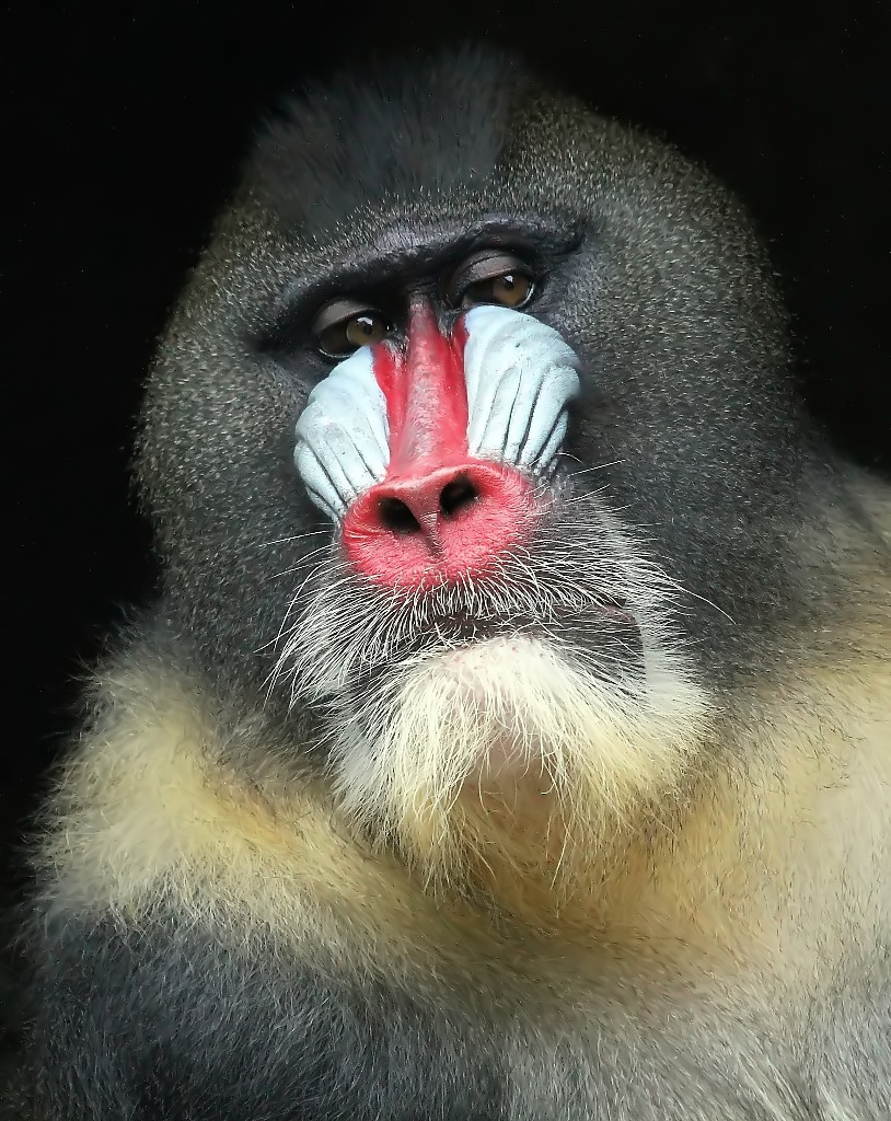 Mandrill