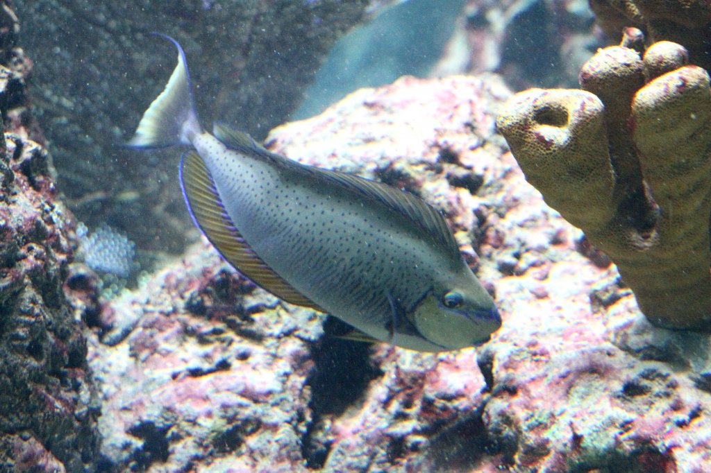 Masken-Nasendoktorfisch (Naso vlamingii) am 12.3.2010 im Zooaquarium Berlin.