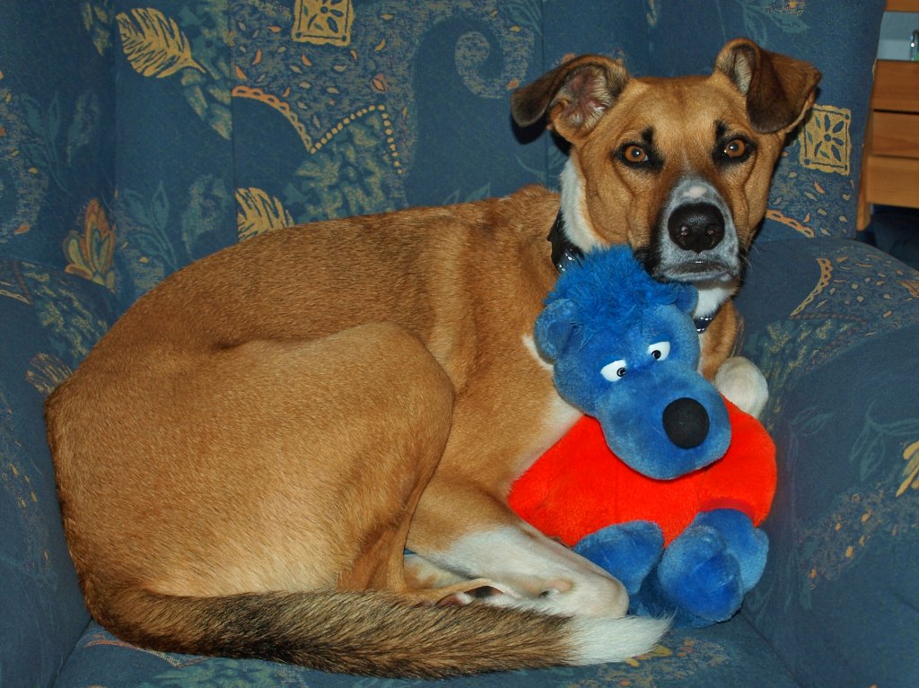 Mein Hund Jannis liegt mit einem seiner Lieblings-Spielzeuge im Sessel und lt es sich gutgehen. Zur Orientierung, das schielende Tier mit dem roten Pullover ist nicht mein Hund, das ist Kpten Blaubr!
