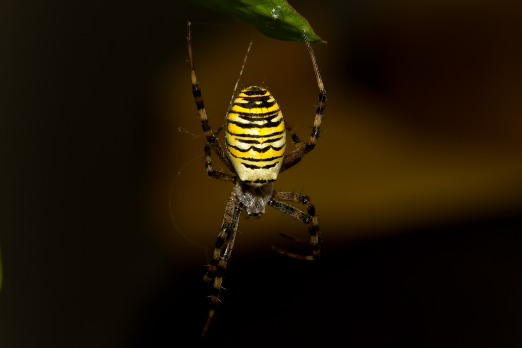 Mimikry-Spinne im Wespen-Look - 12.08.2012