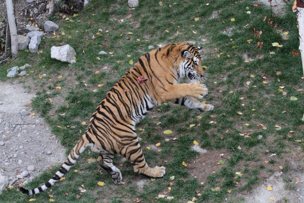 Mist! Futter verpasst!. Sibirischer Tiger am 18.9.2010 im Zoo Sauvage de Saint-Flicien,QC.