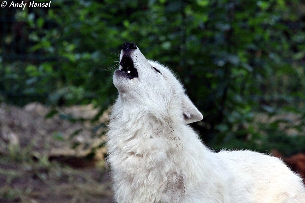 Morgendliches Heulen eines Polarwolfs  
