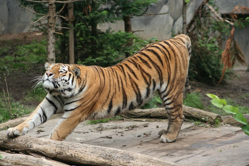 Mder Amurtiger bei Dehnbungen.Danach kann man sich wieder hinlegen und weiterschlafen. Leipzig am 14.9.2008.