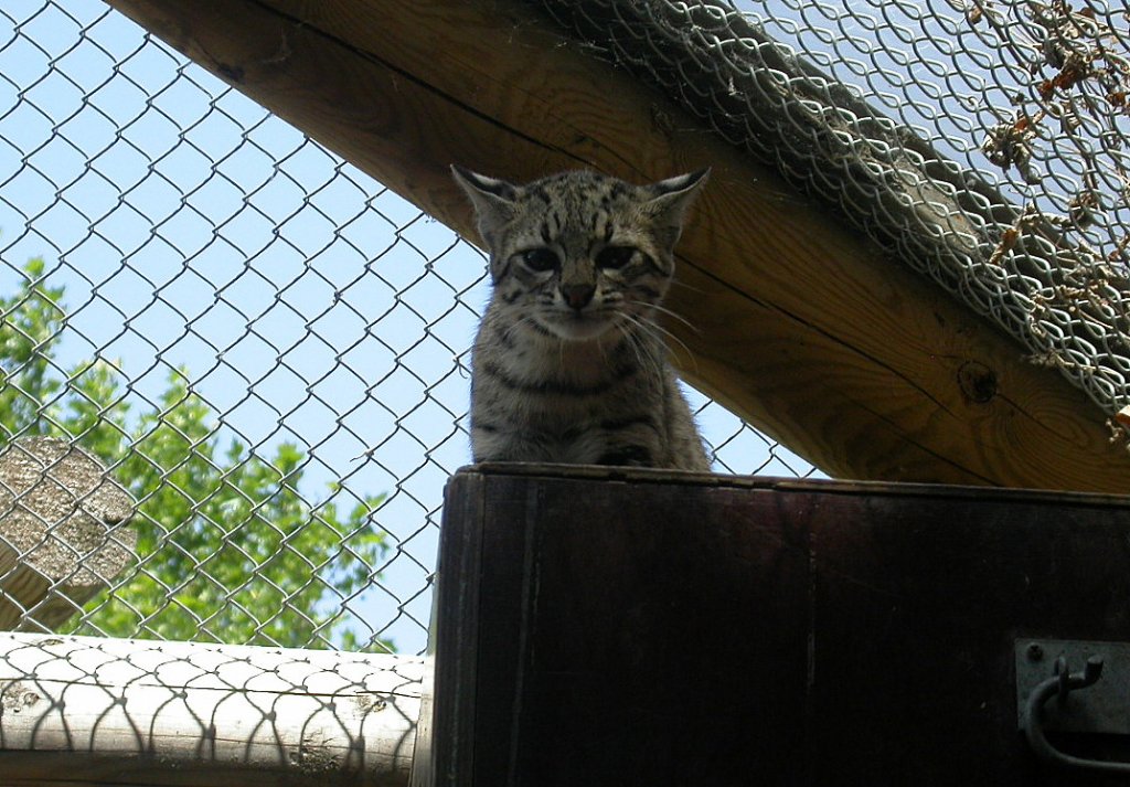 Neugierig schaut diese Salzkatze in die Kamera(Zoo Karlsruhe, 03.06.2011). Der