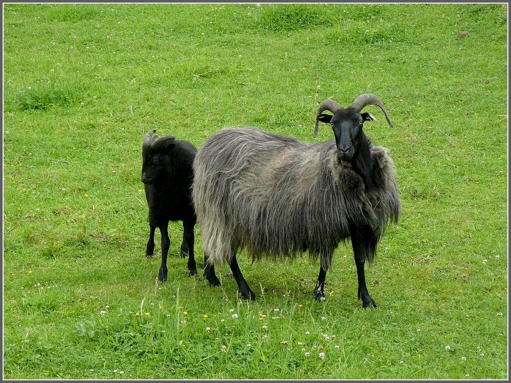 Neugierige Schafe am 12.06.10 in Kautenbach. (Hans)