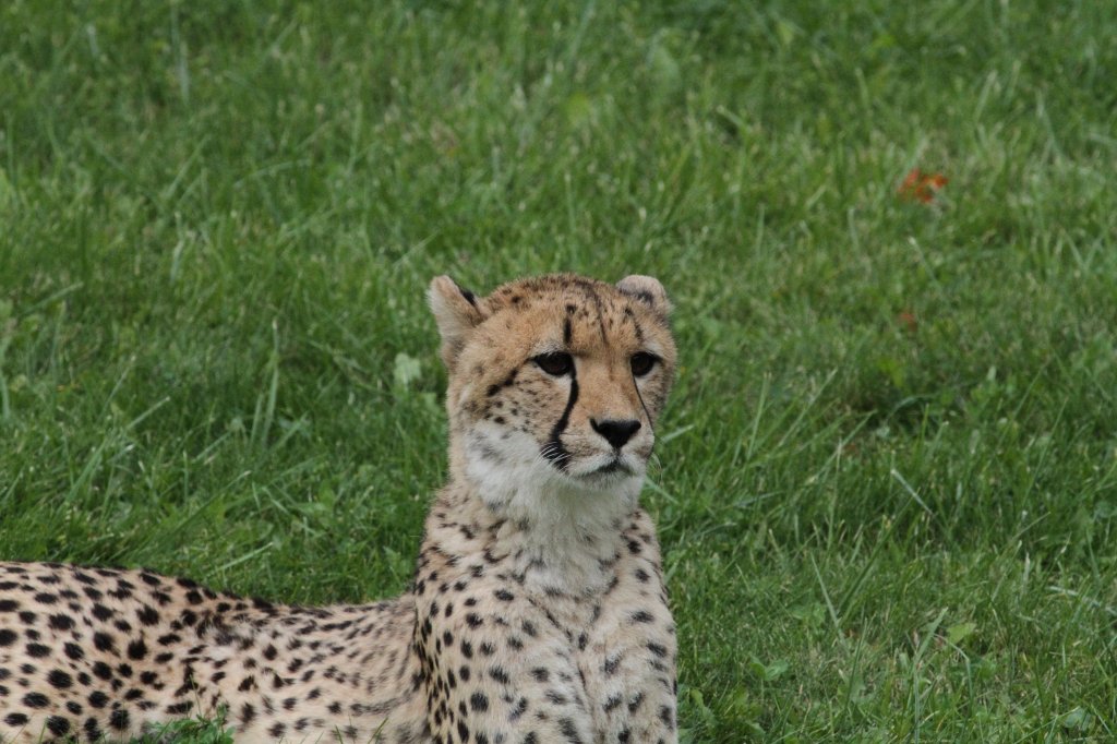 Neugieriger Gepard (Acinonyx jubatus) am 25.9.2010 im Toronto Zoo.
