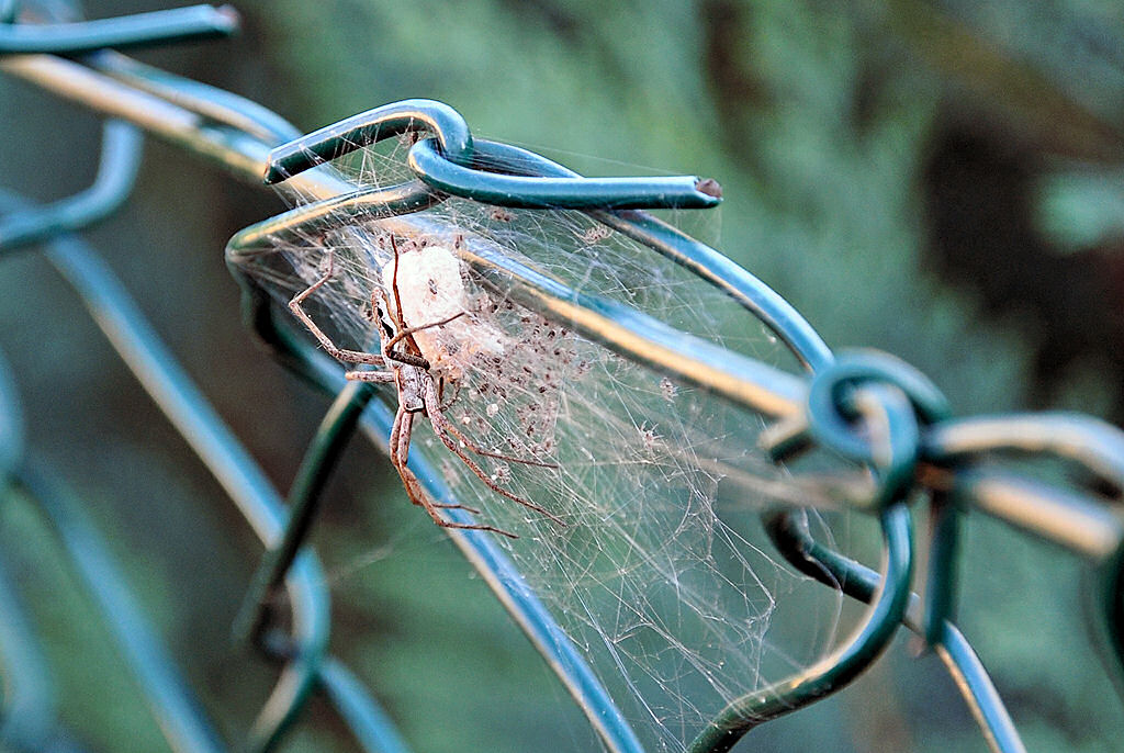 Nicht jedermanns Geschmack. Spinne mit Nest und jede Menge Jungtiere (die schwarzen  Punkte  sind alles Jungspinnen). Im Garten 08.07.2010