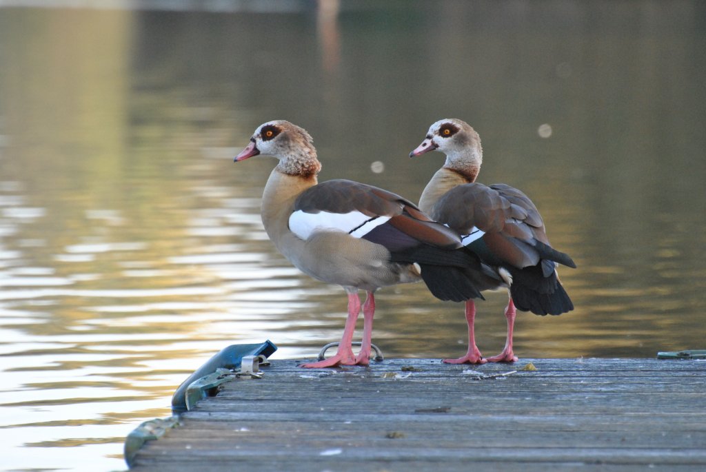 Nilg�nse im Wurmpark �bach - Palenberg, am 21.10.11 