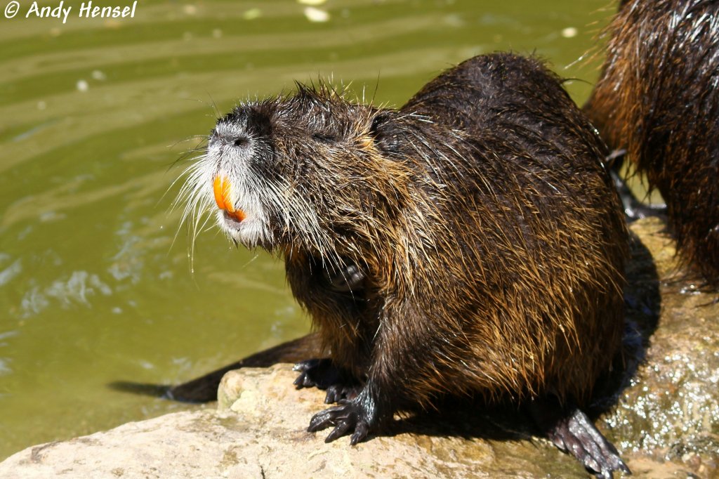 Nutria oder Biberratte  