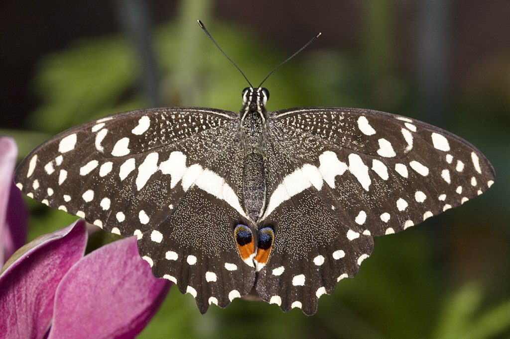 Nymphalidae, Papilio demoleus, 19.04.2009, Hunawihr,
Frankreich
