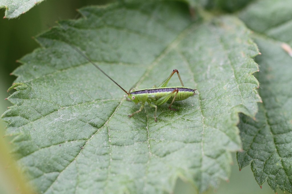 Nymphe einer Kurzfl�gligen Schwertschrecke (conocephalus dorsalis) am 23.6.2010 bei Kleinheringen.