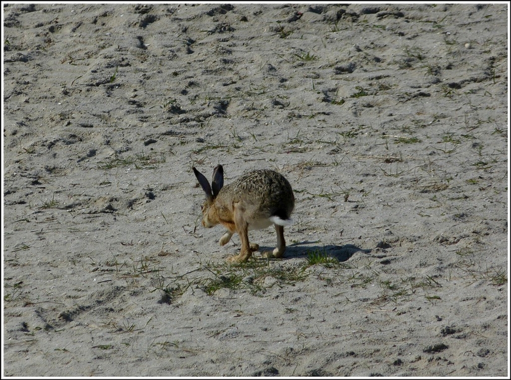 Ob dieser Hase wohl ein Bad nehmen will, gesehen am Strand von Neuharlingersiel am 09.05.2012. (Jeanny)