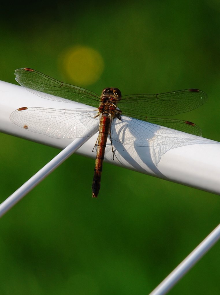 Oldenburg/Oldb., 23.09.2007, Heidelibelle (Sympetrum sinaiticum)  